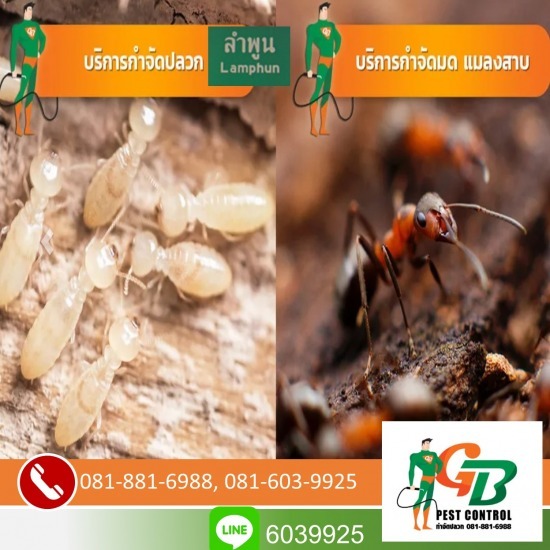 กำจัดปลวกเชียงใหม่ จีบีเพสท์ คอนโทรล - กำจัดปลวกลำพูน กำจัดปลวกเชียงใหม่ จีบีเพสท์ คอนโทรล - กำจัดปลวกลำพูน